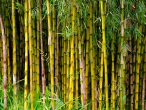 خرید نهال نی خیزران یا بامبو