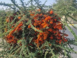 گیاهان مناسب پرچین