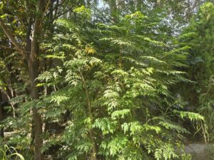 نهال زیتون تلخ