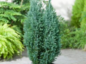 خرید کاج ال او دی و قیمت