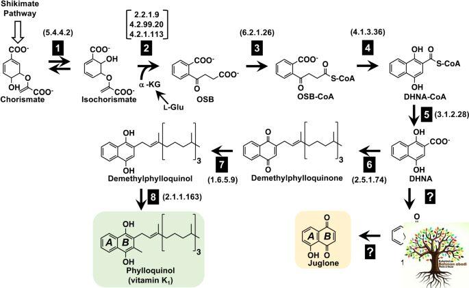 زیر درخت گردو چی بکاریم؟