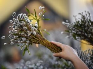 خرید نهال بیدمشک و قیمت آن