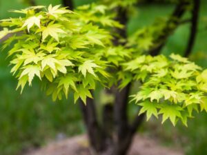 بهترین درخت برای سایه