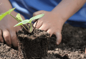 خرید نهال در شهریار