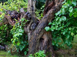 خرید نهال عمده توت کاکوزا