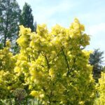 بهترین درخت برای سایه