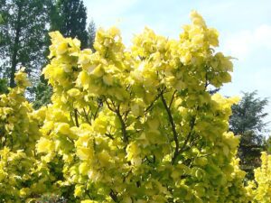 بهترین درخت برای سایه