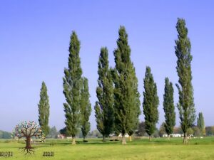 بهترین درخت برای سایه