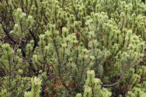 انواع درخت کاج