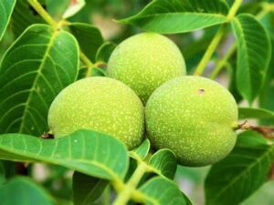 خرید نهال عمده گردو