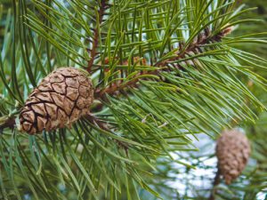 کاج ال او دی