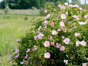 خرید عمده نسترن رونده