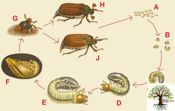 کرم سفید ریشه