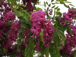 خرید نهال عمده اقاقیا پیوندی