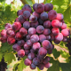 نهال انگور لعل