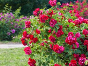 خرید عمده ساناز رونده