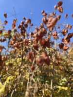 باران طلایی