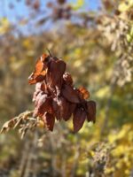 باران طلایی