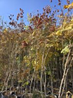 باران طلایی