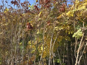 باران طلایی
