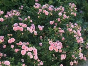 خرید نهال رز هلندی و قیمت آن