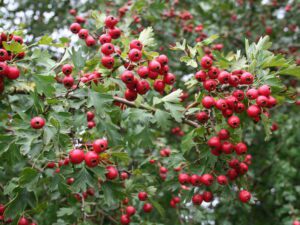 زالزالک - نهالستان بهمن ابادی