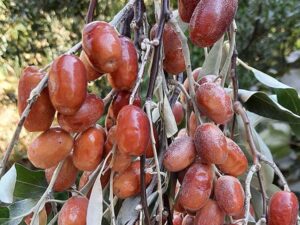 نهال عمده سنجد