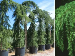 خرید درخت کاج سدروس و قیمت آن