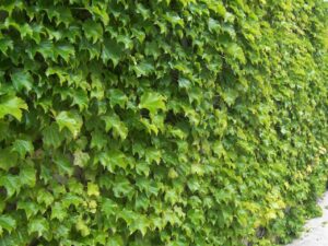 خرید عمده موچسب