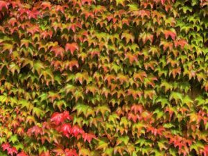 خرید عمده موچسب