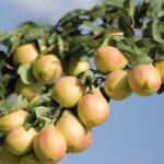 خرید نهال عمده گلابی