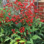 نهال ناندینا