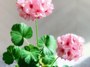 خرید گل شمعدانی و قیمت ان