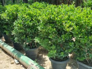 خرید نهال عمده یاس هلندی