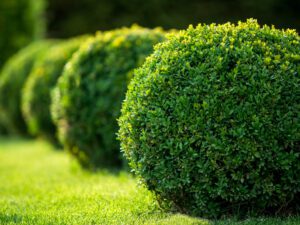 خرید ژاپنیکا