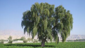 بهترین درخت برای آب شور