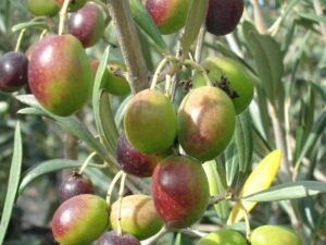 زیتون خوراکی نهال