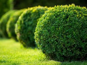 خرید عمده شمشاد ترون