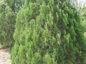 سرو خمره ای