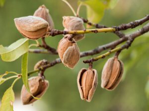 تفاوت نهال پایه رویشی و بذری