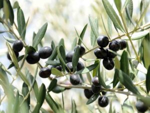 نهال برای مناطق گرمسیر