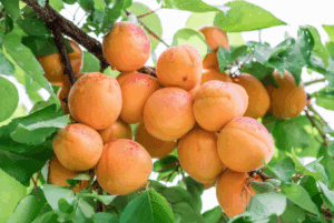 زردالو شاهرودی