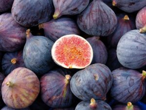 خرید عمده نهال انجیر