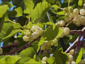 فروش نهال عمده توت