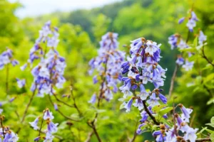 نهال پالونیا