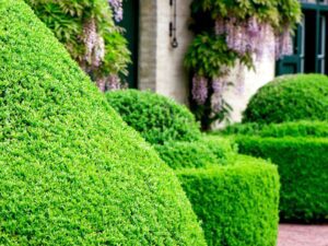 انواع شمشاد