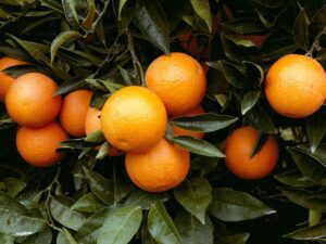 خرید نهال عمده پرتقال کرج