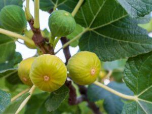 خرید نهال عمده انجیر