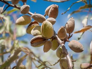 درختان میوه کم اب