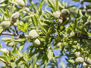 خرید نهال عمده بادام کرج